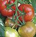 Photo Tomatoes grade Platus F1