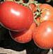Photo des tomates l'espèce Chimgan F1