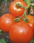 Photo Tomatoes grade Yabloki na snegu (S.O.)