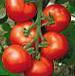 Photo des tomates l'espèce Druzhok F1