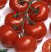 Photo Tomatoes grade Vitador F1