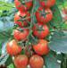 foto I pomodori la cultivar Cherri Mio F1