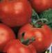 foto I pomodori la cultivar Yunior F1 