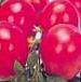 Photo des tomates l'espèce Lili Marlen F1