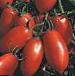 Foto Los tomates variedad Kalroma F1