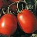 Foto Los tomates variedad Unikum F1