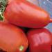 Foto Los tomates variedad Semko 2005 F1 
