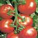 Foto Los tomates variedad Sajjt F1 