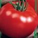 Foto Los tomates variedad Taman F1