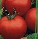 kuva tomaatit laji Rok-n-Roll F1