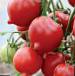 foto I pomodori la cultivar Fifti (50) F1