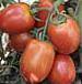 Foto Los tomates variedad Semko 2006 F1