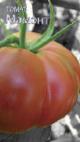 Photo des tomates l'espèce Mamont