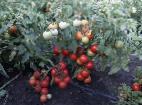 kuva tomaatit laji Superpriz F1 (selekciya Myazinojj L.A.)