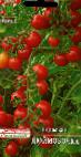 Photo des tomates l'espèce Dyujjmovochka