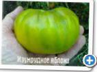 Photo Tomatoes grade Izumrudnoe yabloko