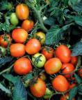 Photo Tomatoes grade Duehl plyus F1