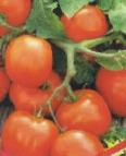 Photo des tomates l'espèce Uvalen