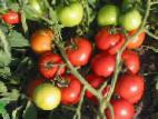 Photo des tomates l'espèce Taunsvil F1