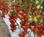 Photo Tomatoes grade Mondial F1