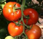 Foto Tomaten klasse Berberana F1