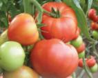 Photo Tomatoes grade Abelyus F1