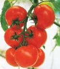 Photo Tomatoes grade Kristall F1