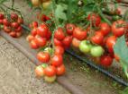 Photo Tomatoes grade Monsan F1