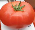 Foto Los tomates variedad Ivet F1
