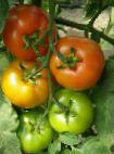 Photo des tomates l'espèce Kabinet F1