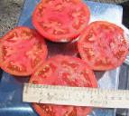 Photo des tomates l'espèce Gektor F1 