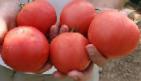 Photo Tomatoes grade Tetm 010 F1