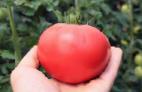 Photo des tomates l'espèce TEKh 2720 F1