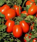 Photo Tomatoes grade YuG 8168 F1