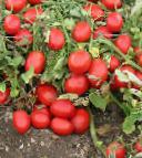 foto I pomodori la cultivar Oli F1