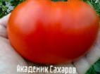 Photo Tomatoes grade Akademik Sakharov 