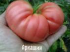 Foto Los tomates variedad Arkashin