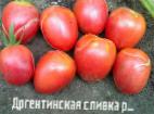 Photo Tomatoes grade Argentinskaya slivka rozovaya 