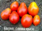 Foto Los tomates variedad Brazilskaya slivka krasnaya 