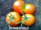 foto I pomodori la cultivar Velikolepnyjj 