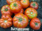 Foto Los tomates variedad Vystavochnik