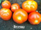 foto I pomodori la cultivar Veselka 