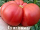 Foto Los tomates variedad Gigant Novikova 