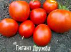 Photo Tomatoes grade Gigant Druzhba 