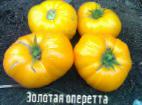 Photo des tomates l'espèce Zolotaya operetta 