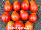 Foto Los tomates variedad Inzhir krasnyjj 