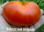 Photo Tomatoes grade Kanadskijj velikan 