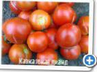 kuva tomaatit laji Kavkazskaya liana 