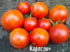 Photo des tomates l'espèce Karlson plyus 