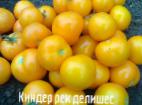 foto I pomodori la cultivar Kinder rek delishes 